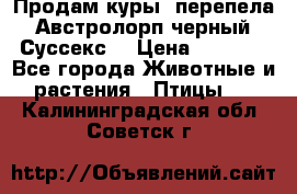 Продам куры, перепела. Австролорп черный. Суссекс. › Цена ­ 1 500 - Все города Животные и растения » Птицы   . Калининградская обл.,Советск г.